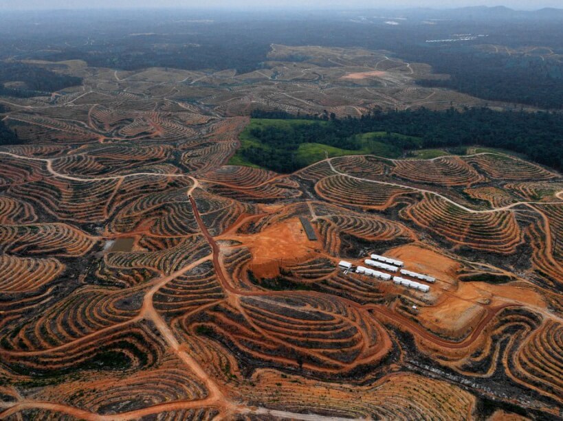 Forêts tropicales en danger : menaces sur le climat et risques sur les émissions CO2